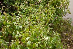 Achyranthes bidentata